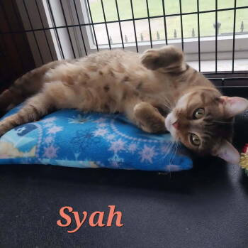 Rescue American Shorthair Cats for Adoption in New Woodstock, New York - Syah | PetCurious