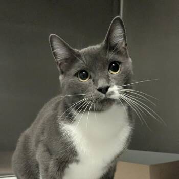Mimsy -  Domestic Short Hair Cat for Adoption in Hendersonville, North Carolina - Mimsy | PetCurious