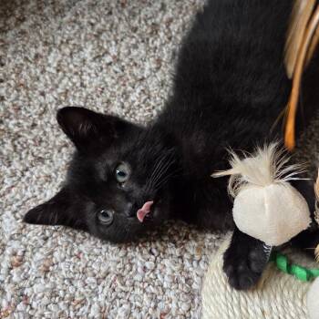 Tahlia -  Domestic Short Hair Cat for Adoption in Baltimore, Maryland - Tahlia | PetCurious