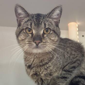 Domestic Short Hair Cats Available for Adoption in Matteson, Illinois - Clutch | PetCurious