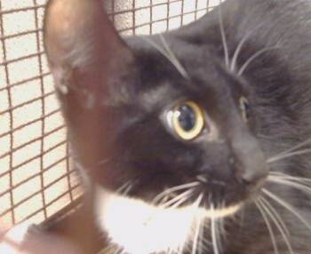 Rescue Domestic Short Hair Cats for Adoption in Sacramento, California - A903874 | PetCurious