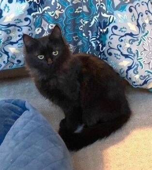 Domestic Medium Hair Cats Available for Adoption in Candler, North Carolina - Zz-Little Kitten | PetCurious