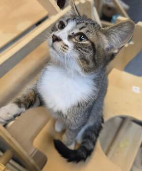 Domestic Short Hair Cats Available for Adoption in Palmer, Alaska - Yin | PetCurious