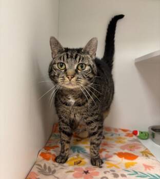 Sweetie -  Tabby Cat Available for Adoption in Frankfort, Kentucky - Sweetie | PetCurious