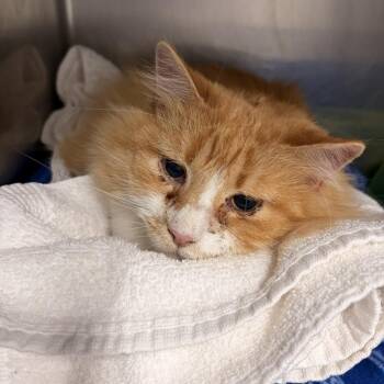 Domestic Medium Hair Cats Available for Adoption in Franklin, North Carolina - Alder | PetCurious