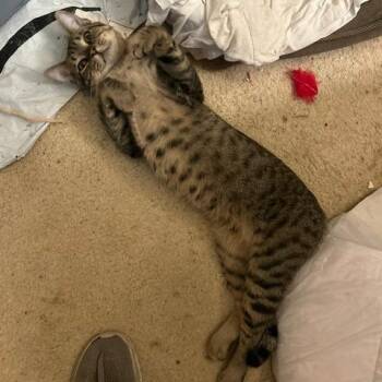 Domestic Short Hair Cats Available for Adoption in League City, Texas - Charlie | PetCurious