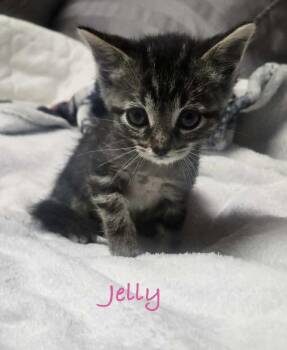 Jelly -  Domestic Short Hair and Tabby Cat for Adoption in Fremont, Nebraska - Jelly | PetCurious