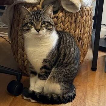 American Shorthair Cats Available for Adoption in New York, New York - Dunk | PetCurious