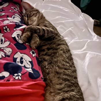 Domestic Short Hair Cats Available for Adoption in Richmond, Virginia - Fred The Fish | PetCurious