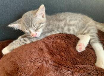 Domestic Short Hair Cats Available for Adoption in Pleasanton, California - Reepicheep | PetCurious
