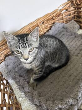 Ziggy.  ( th) -  Domestic Short Hair Cat for Adoption in White Bluff, Tennessee - Ziggy.  ( Th) | PetCurious