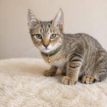 Sausage -  Domestic Short Hair Cat Available for Adoption in Inman, South Carolina - Sausage | PetCurious