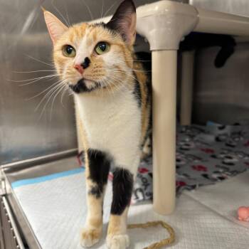 Domestic Short Hair Cats Available for Adoption in Salt Lake City, Utah - Dottie | PetCurious