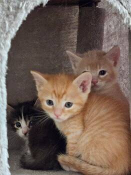 Jonathan -  Domestic Short Hair Cat Available for Adoption in Green Valley, Arizona - Jonathan | PetCurious