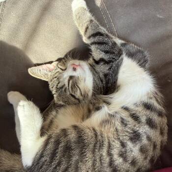 Trinity (f) 3mth tabby/white -  Domestic Short Hair Cat for Adoption in Ottawa, Ontario - Trinity (f) 3mth Tabby/white | PetCurious