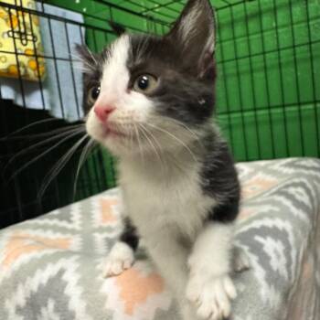 Kite -  Domestic Short Hair Cat for Adoption in Olean, New York - Kite | PetCurious