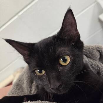 Mali -  Domestic Short Hair Cat for Adoption in Chattanooga, Tennessee - Mali | PetCurious