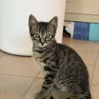 Torin -  Domestic Short Hair Cat for Adoption in Spring Valley, California - Torin | PetCurious
