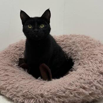 Jinxie -  Domestic Short Hair Cat for Adoption in Bismarck, North Dakota - Jinxie | PetCurious
