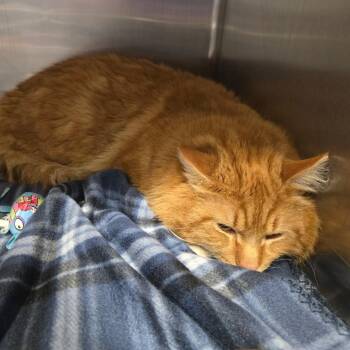 Domestic Long Hair Cats Available for Adoption - Moose | PetCurious