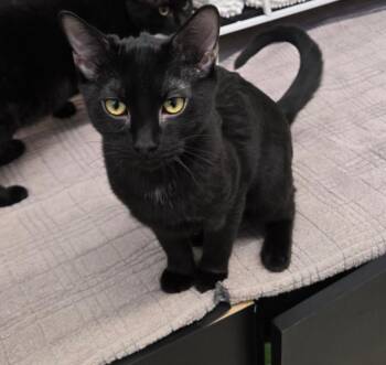 Domestic Short Hair Cats Available for Adoption - Sutton | PetCurious