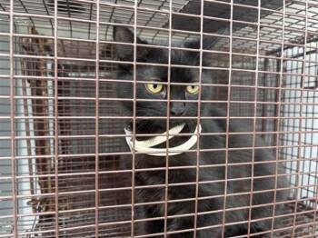 Domestic Short Hair Cats Available for Adoption in Houston, Texas - LALA | PetCurious