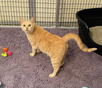 Karlach -  Domestic Short Hair Cat for Adoption in Raleigh, North Carolina - Karlach | PetCurious