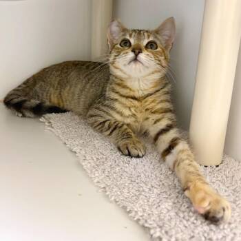 Oregano -  Domestic Short Hair Cat for Adoption in Woodinville, Washington - Oregano | PetCurious