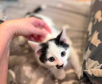 Pez Exotic Flavors: Guava -  Domestic Short Hair Cat for Adoption - Pez Exotic Flavors: Guava | PetCurious