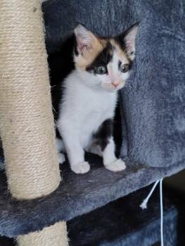 Domestic Short Hair Cats Available for Adoption in North Charleston, South Carolina - 06458B Tessey - Petsmart Summerville | PetCurious