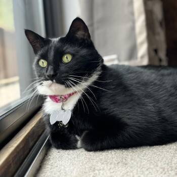 Bo Jangles -  Domestic Short Hair Cat for Adoption in Clearwater, Florida - Bo Jangles | PetCurious