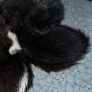 Thantos -  Domestic Short Hair Cat for Adoption in West Palm Beach, Florida - Thantos | PetCurious
