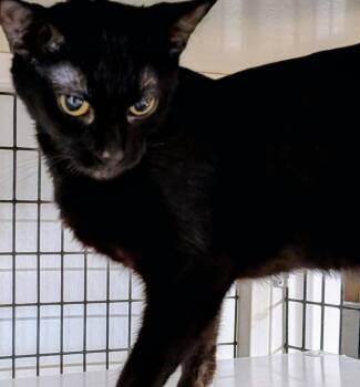 Emmy Lou -  Domestic Short Hair Cat for Adoption in St. Augustine, Florida - Emmy Lou | PetCurious