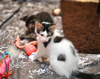 Chowda -  Ragamuffin Cat for Adoption in Falmouth, Maine - Chowda | PetCurious