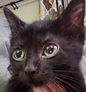 Daisy 6.1.26 (prespay) -  Domestic Short Hair Cat for Adoption in Apopka, Florida - Daisy 6.1.26 (prespay) | PetCurious