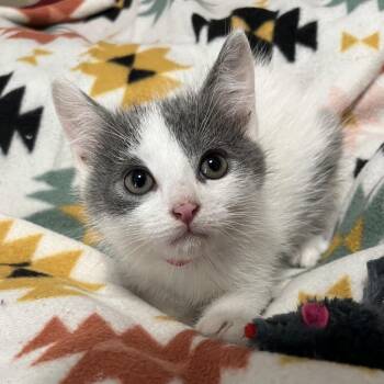 Donald Duck -  Domestic Short Hair Cat for Adoption in Waldorf, Maryland - Donald Duck | PetCurious