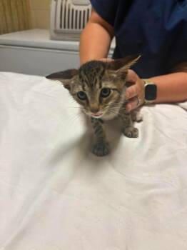 Maggie -  Domestic Short Hair Cat for Adoption in Springfield, Georgia - Maggie | PetCurious