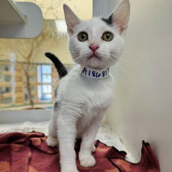 Domestic Short Hair Cats Available for Adoption - SHASTA | PetCurious