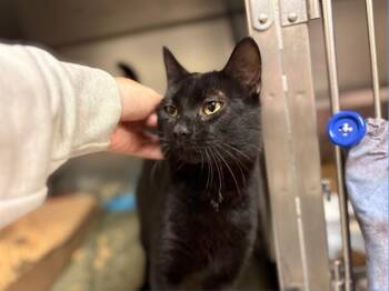 SABBY -  Domestic Short Hair Cat for Adoption in Fort Wayne, Indiana - SABBY | PetCurious