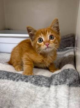 Socket -  Domestic Short Hair Cat for Adoption in Leitchfield, Kentucky - Socket | PetCurious