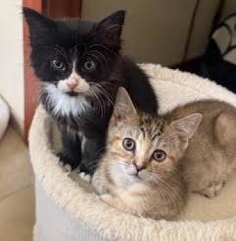 *LITTLE TONY -  Domestic Short Hair Cat for Adoption in Woodland, California - *LITTLE TONY | PetCurious