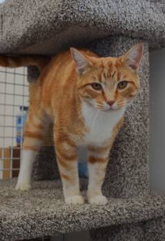 Fanta -  Domestic Short Hair Cat for Adoption in Claresholm, Alberta - Fanta | PetCurious