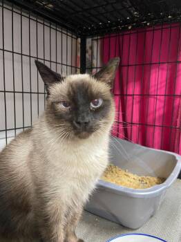 Rescue Siamese Cats for Adoption in Peru, Indiana - Chloe | PetCurious