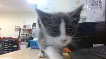 Domestic Short Hair Cats Available for Adoption in Doral, Florida - SQUIRTLE | PetCurious