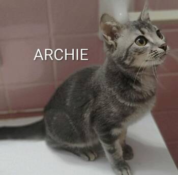 Archie -  Domestic Short Hair Cat for Adoption in Groveland, Massachusetts - Archie | PetCurious