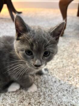 Domestic Medium Hair Cats Available for Adoption in Charlotte, North Carolina - ASPEN | PetCurious