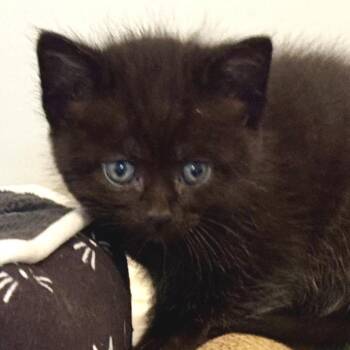 Puma -  Domestic Short Hair Cat for Adoption in Zimmerman, Minnesota - Puma | PetCurious