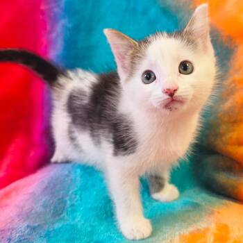 Domestic Medium Hair Cats Available for Adoption - Paprika | PetCurious