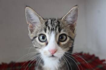 Mercury -  Domestic Short Hair Cat for Adoption in Chestertown, Maryland - Mercury | PetCurious