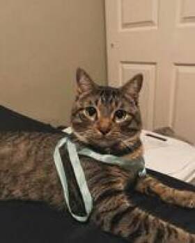 Jelly -  Domestic Short Hair Cat for Adoption in Denton, Texas - Jelly | PetCurious